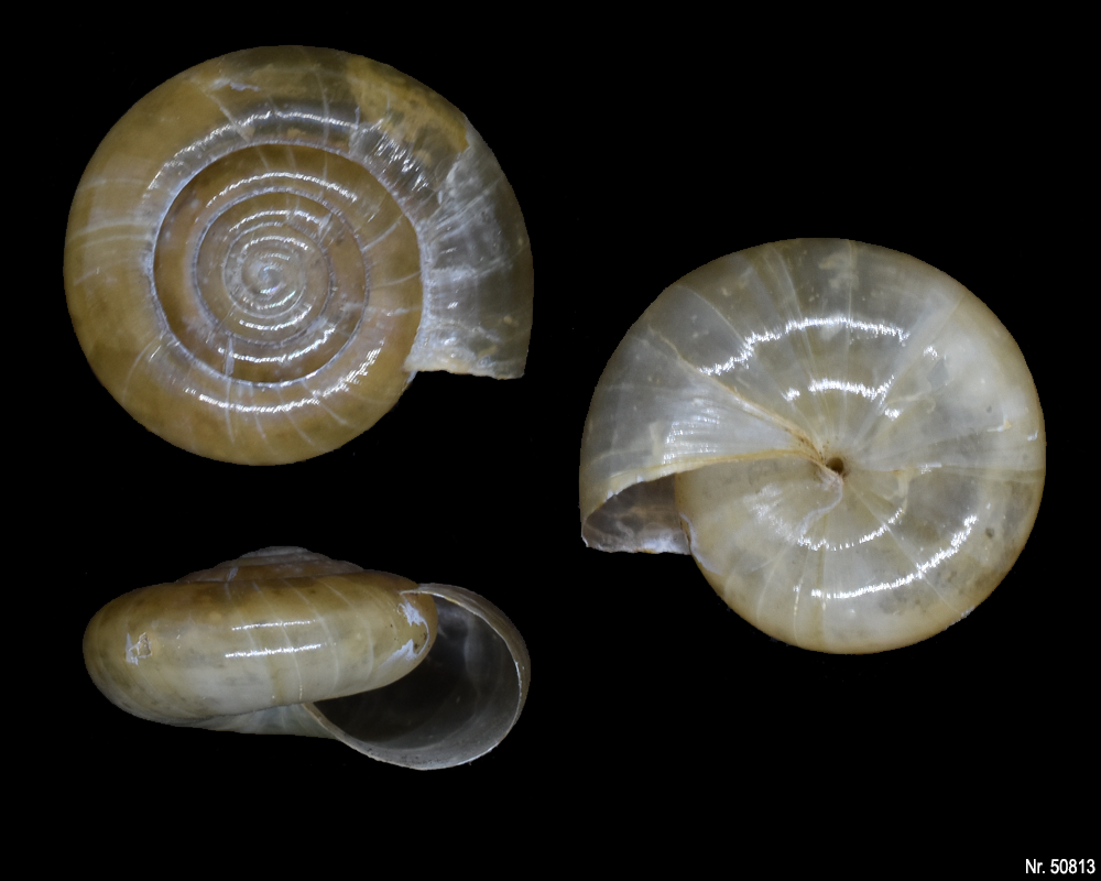 Macrochlamys sp. Vietnam